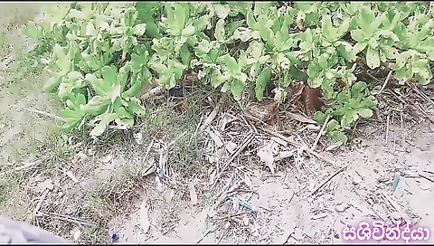 Srilankan Risky Autdoor Sex